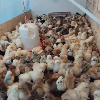 فروش ویژه جوجه اردک و برهما