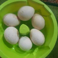 تخم بوقلمون|حیوانات مزرعه|زرین دشت (همدان), |دیوار