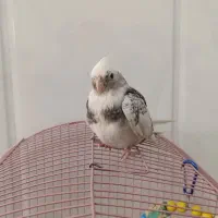 عروس هلندی آلبینو الیزابت سرلاکی