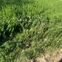 باغبان حرفه ای برای نگهداری و رسیدگی کامل به باغ