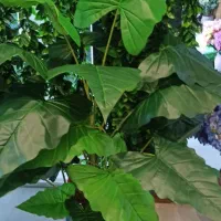 گلهای  خارجی درجه یک نقد واقساط|گل مصنوعی|کنگاور, |دیوار