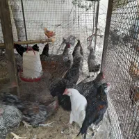 خروس محلی و گلین|حیوانات مزرعه|کن, |دیوار