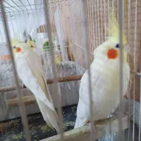 جفت عروس لوتینو کار داده