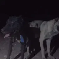 ماده سرابی|سگ|کبودرآهنگ, |دیوار