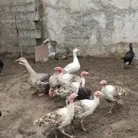 هفت بوقلمون محلی نژاد داربفروش می‌رسد|حیوانات مزرعه|آستانه اشرفیه, |دیوار