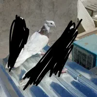کفتر طوقی