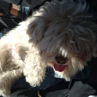 واگذاری سگ خانگی