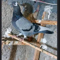 ابلغ‌ سبز ماده پرشی