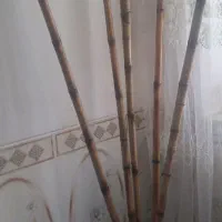 چوب بامبو و گلدان