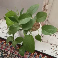 گل پتوس