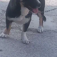 سگ  خوب واکسن خورده