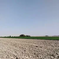 زمین کشاورزی|فروش دفتر صنعتی، کشاورزی، تجاری|مرودشت, ده بید|دیوار