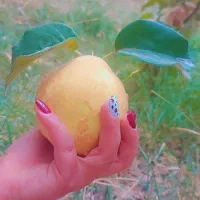 پلت مرغی غنی شده با Npk|خدمات باغبانی و درختکاری|یزد, |دیوار