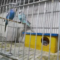 مرغ عشق با جوجه وتخم|پرنده|الوند, |دیوار