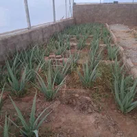 الوورا به صورت یکجا توافقی