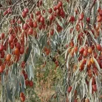 نهال سنجد حاج حسینی|خدمات باغبانی و درختکاری|تاکستان, |دیوار