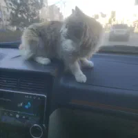 گربه خانگی با نژاد خوب