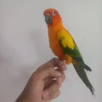 طوطی خورشیدی نر