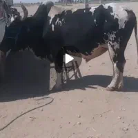 حیوانات مزرعه گاو