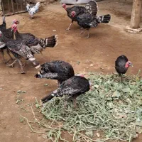 بوقلمون ۹عدد