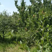 باغ شهرک صومعه وصل به نیشابور