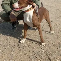 سگ ماده پیتبول . معاوضه با کفتر و بزغاله. طوطی