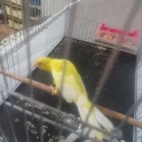 قناری نر رسمی بلند