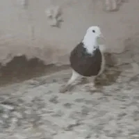 کبوتر|پرنده|تربت جام, پاسداران|دیوار