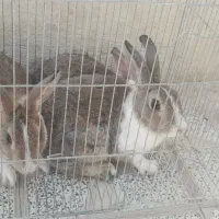 خرگوش