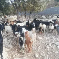 باسلام فروش 20 راس کهره نرگله ای