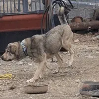 سگ پژدر|سگ|همدان, |دیوار