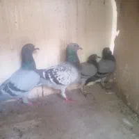 کبوتر، کفتر، مسافتی، پلاکی