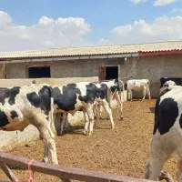 گوساله نر ۴۲۰کیلویی