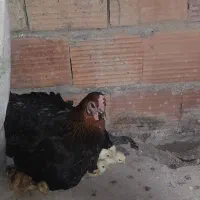 جوجه محلی اصل خونه گی
