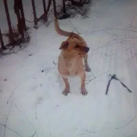 سگ پاکوتاه|سگ|میانه, |دیوار