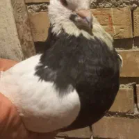 کفتر طوقی|پرنده|بندر ماهشهر, |دیوار