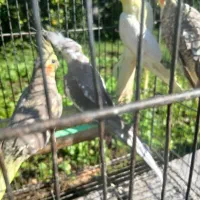 عروس هلندی(رشت،روسر کلاچای)|پرنده|رحیم‌آباد, |دیوار