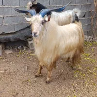 تکه چاردندان ب ضمانت راندن