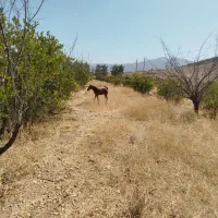 اسب همراه باکره اسب مادیان|اسب و تجهیزات اسب‌سواری|مرودشت, بیست متری بیمارستان|دیوار