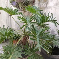 گل برگ انجیری بزرگ