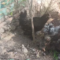 مرغ خروس|حیوانات مزرعه|مسجد سلیمان, |دیوار