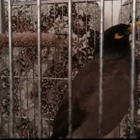 مرغ مینا سخن گو