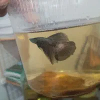 ماهی فایتر معاوضه با گوپی