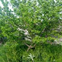 باغچه-300متری-در-رودهن-مهراباد