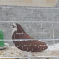 کبوتر شازده سرخ به شرط پرش و تخم‌وجوجه دهن جور|پرنده|یزد, |دیوار