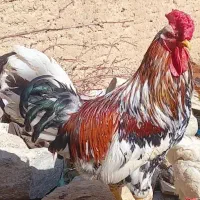 جوجه مرغ گلین و تخم نطفه دار گلین اصیل