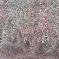 خریدو فروش کاه نرم وخارشتر|عمده‌فروشی|گنبد کاووس, |دیوار