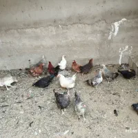 مرغ بومی تخمگذار.|حیوانات مزرعه|خمینی‌شهر, |دیوار