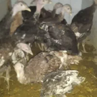 بوقلمون‌برنزوبوربون‌محلی|حیوانات مزرعه|ورامین, ورامین|دیوار