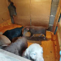 سگ واگذاری رایگان|سگ|رشت, پاستوریزه|دیوار